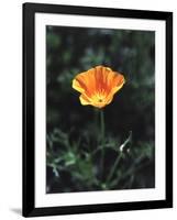 California, a California Poppy Wildflower in Spring Valley-Christopher Talbot Frank-Framed Photographic Print