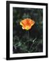 California, a California Poppy Wildflower in Spring Valley-Christopher Talbot Frank-Framed Photographic Print