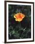 California, a California Poppy Wildflower in Spring Valley-Christopher Talbot Frank-Framed Photographic Print