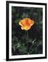 California, a California Poppy Wildflower in Spring Valley-Christopher Talbot Frank-Framed Photographic Print