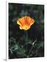 California, a California Poppy Wildflower in Spring Valley-Christopher Talbot Frank-Framed Photographic Print