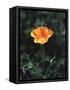 California, a California Poppy Wildflower in Spring Valley-Christopher Talbot Frank-Framed Stretched Canvas
