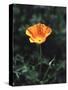 California, a California Poppy Wildflower in Spring Valley-Christopher Talbot Frank-Stretched Canvas