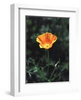 California, a California Poppy Wildflower in Spring Valley-Christopher Talbot Frank-Framed Premium Photographic Print