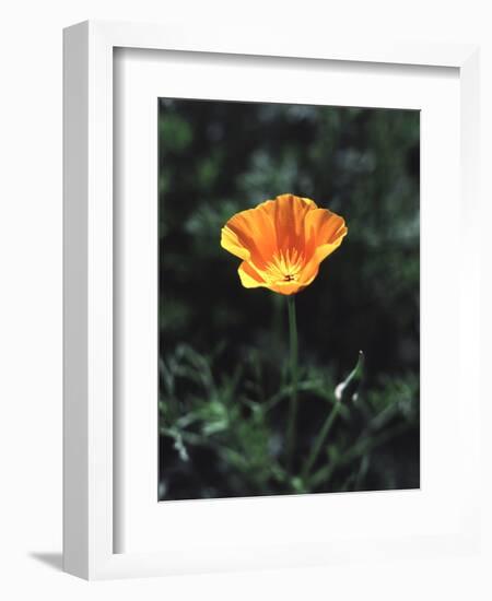 California, a California Poppy Wildflower in Spring Valley-Christopher Talbot Frank-Framed Premium Photographic Print