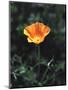 California, a California Poppy Wildflower in Spring Valley-Christopher Talbot Frank-Mounted Premium Photographic Print