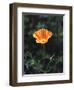 California, a California Poppy Wildflower in Spring Valley-Christopher Talbot Frank-Framed Photographic Print