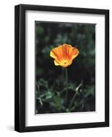 California, a California Poppy Wildflower in Spring Valley-Christopher Talbot Frank-Framed Photographic Print