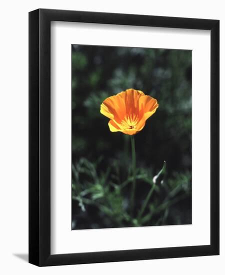 California, a California Poppy Wildflower in Spring Valley-Christopher Talbot Frank-Framed Photographic Print