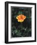 California, a California Poppy Wildflower in Spring Valley-Christopher Talbot Frank-Framed Photographic Print