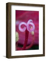 California. a Flower Stigma-Jaynes Gallery-Framed Photographic Print