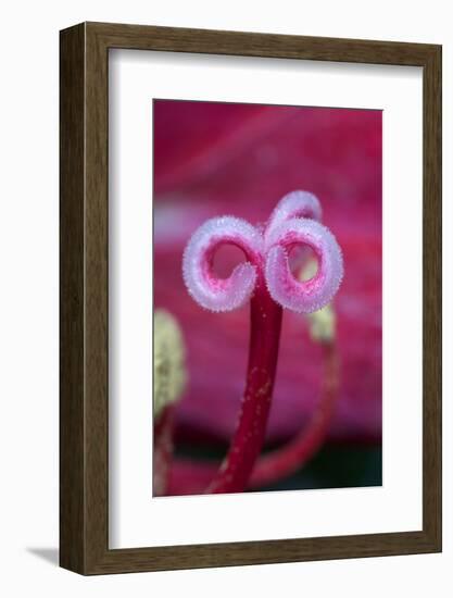 California. a Flower Stigma-Jaynes Gallery-Framed Photographic Print