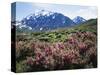 California, a Flowering Bush at the Base of the Sierra Nevada-Christopher Talbot Frank-Stretched Canvas