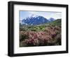 California, a Flowering Bush at the Base of the Sierra Nevada-Christopher Talbot Frank-Framed Photographic Print