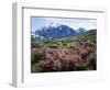 California, a Flowering Bush at the Base of the Sierra Nevada-Christopher Talbot Frank-Framed Photographic Print