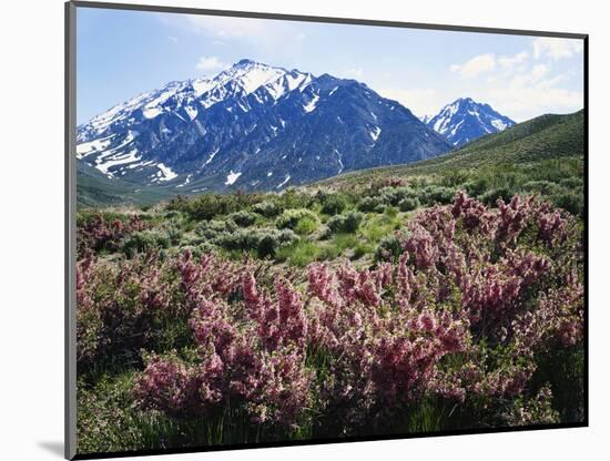 California, a Flowering Bush at the Base of the Sierra Nevada-Christopher Talbot Frank-Mounted Photographic Print