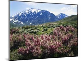 California, a Flowering Bush at the Base of the Sierra Nevada-Christopher Talbot Frank-Mounted Photographic Print
