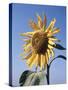 California, a Mammoth Sunflower, Helianthus, in Spring Valley-Christopher Talbot Frank-Stretched Canvas