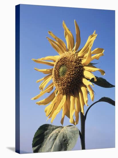 California, a Mammoth Sunflower, Helianthus, in Spring Valley-Christopher Talbot Frank-Stretched Canvas