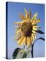 California, a Mammoth Sunflower, Helianthus, in Spring Valley-Christopher Talbot Frank-Stretched Canvas