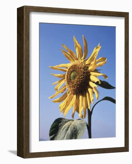 California, a Mammoth Sunflower, Helianthus, in Spring Valley-Christopher Talbot Frank-Framed Photographic Print