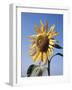 California, a Mammoth Sunflower, Helianthus, in Spring Valley-Christopher Talbot Frank-Framed Photographic Print