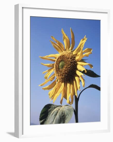 California, a Mammoth Sunflower, Helianthus, in Spring Valley-Christopher Talbot Frank-Framed Photographic Print