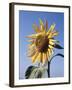 California, a Mammoth Sunflower, Helianthus, in Spring Valley-Christopher Talbot Frank-Framed Photographic Print