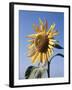 California, a Mammoth Sunflower, Helianthus, in Spring Valley-Christopher Talbot Frank-Framed Photographic Print