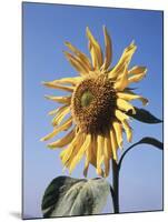 California, a Mammoth Sunflower, Helianthus, in Spring Valley-Christopher Talbot Frank-Mounted Photographic Print