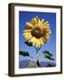 California, a Mammoth Sunflower, Helianthus, in Spring Valley-Christopher Talbot Frank-Framed Photographic Print