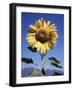 California, a Mammoth Sunflower, Helianthus, in Spring Valley-Christopher Talbot Frank-Framed Photographic Print