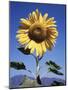 California, a Mammoth Sunflower, Helianthus, in Spring Valley-Christopher Talbot Frank-Mounted Photographic Print