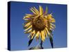 California, a Mammoth Sunflower, Helianthus, in Spring Valley-Christopher Talbot Frank-Stretched Canvas