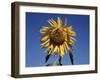 California, a Mammoth Sunflower, Helianthus, in Spring Valley-Christopher Talbot Frank-Framed Premium Photographic Print