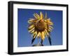 California, a Mammoth Sunflower, Helianthus, in Spring Valley-Christopher Talbot Frank-Framed Premium Photographic Print