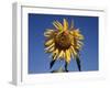 California, a Mammoth Sunflower, Helianthus, in Spring Valley-Christopher Talbot Frank-Framed Premium Photographic Print