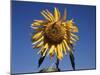 California, a Mammoth Sunflower, Helianthus, in Spring Valley-Christopher Talbot Frank-Mounted Premium Photographic Print