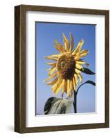 California, a Mammoth Sunflower, Helianthus, in Spring Valley-Christopher Talbot Frank-Framed Photographic Print