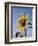 California, a Mammoth Sunflower, Helianthus, in Spring Valley-Christopher Talbot Frank-Framed Photographic Print