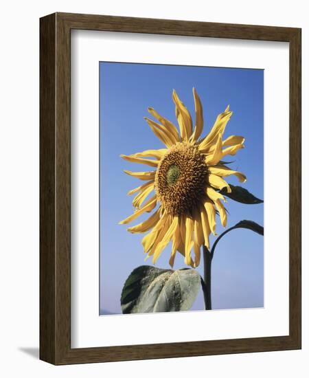 California, a Mammoth Sunflower, Helianthus, in Spring Valley-Christopher Talbot Frank-Framed Photographic Print