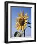 California, a Mammoth Sunflower, Helianthus, in Spring Valley-Christopher Talbot Frank-Framed Photographic Print