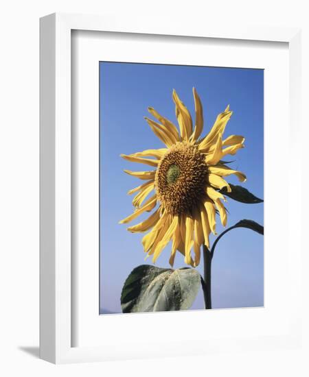 California, a Mammoth Sunflower, Helianthus, in Spring Valley-Christopher Talbot Frank-Framed Photographic Print