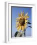 California, a Mammoth Sunflower, Helianthus, in Spring Valley-Christopher Talbot Frank-Framed Photographic Print