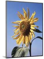 California, a Mammoth Sunflower, Helianthus, in Spring Valley-Christopher Talbot Frank-Mounted Photographic Print