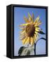 California, a Mammoth Sunflower, Helianthus, in Spring Valley-Christopher Talbot Frank-Framed Stretched Canvas