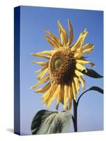 California, a Mammoth Sunflower, Helianthus, in Spring Valley-Christopher Talbot Frank-Stretched Canvas