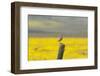 California. A Western Meadowlark, Sturnella neglecta, sings his song atop a fencepost in the Carriz-Brenda Tharp-Framed Photographic Print