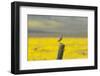 California. A Western Meadowlark, Sturnella neglecta, sings his song atop a fencepost in the Carriz-Brenda Tharp-Framed Photographic Print