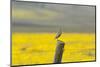 California. A Western Meadowlark, Sturnella neglecta, sings his song atop a fencepost in the Carriz-Brenda Tharp-Mounted Photographic Print